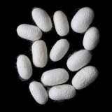 A1 Quality Bombyx Silk Cocoons