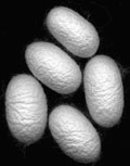 bombyx silk cocoons