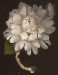silk cocoon flower