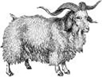 cashmere goat