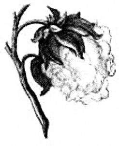 cotton
