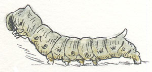 Silkworm
