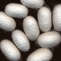 Bombyx Silk Cocoons