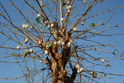 Cocoons hanging in a tree waiting for harvest