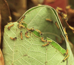 Tasar caterpillars hatching in leaf cups