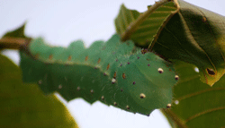 Genetic anomaly: blue tasar caterpillar