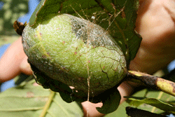 Beginning the formation of the tasar cocoon with peduncle attached