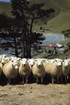 Perendale in New Zealand Perendale in New Zealand