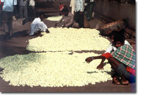 silk production