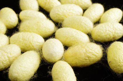 A1 Quality Yellow (not dyed) Bombyx Silk Cocoons - 200g: click to enlarge