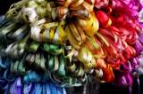 ALL 74 Montano Colorways (1 each) - Ribbon, 3.5mm