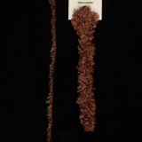 Chocolate - Thread, Silk Eyelash