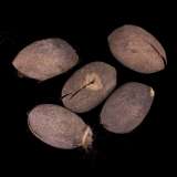 Organic Wild Silk Cocoons - Tussah/Tasar -   5 count