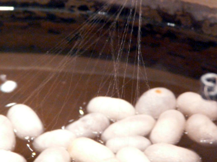 silk cocoons unraveling