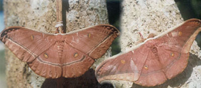photo of muga silk moth