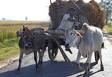 India boy on ox cart