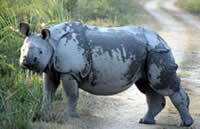 Asian one horned rhino