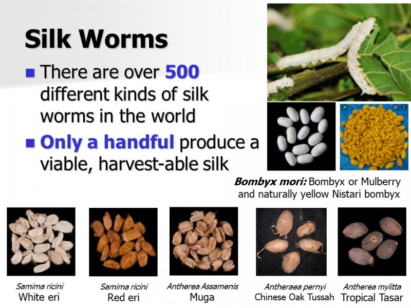 Sneak Peek: one of the slides from Treenway Silks' presentation on Wild Silks