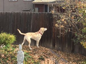 2016-11-06 Kiku guarding our yard from squirrels