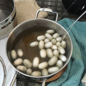 Cocoons in pot of hot water; beginning filaments are pulled from each cocoon and held together