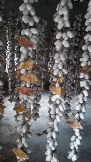 Daba Tasar cocoon and silk moths.  These are sorted by color and lighter than Raily Tasar.