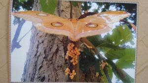 Raily tasar moth and eggs on Arjuna tree